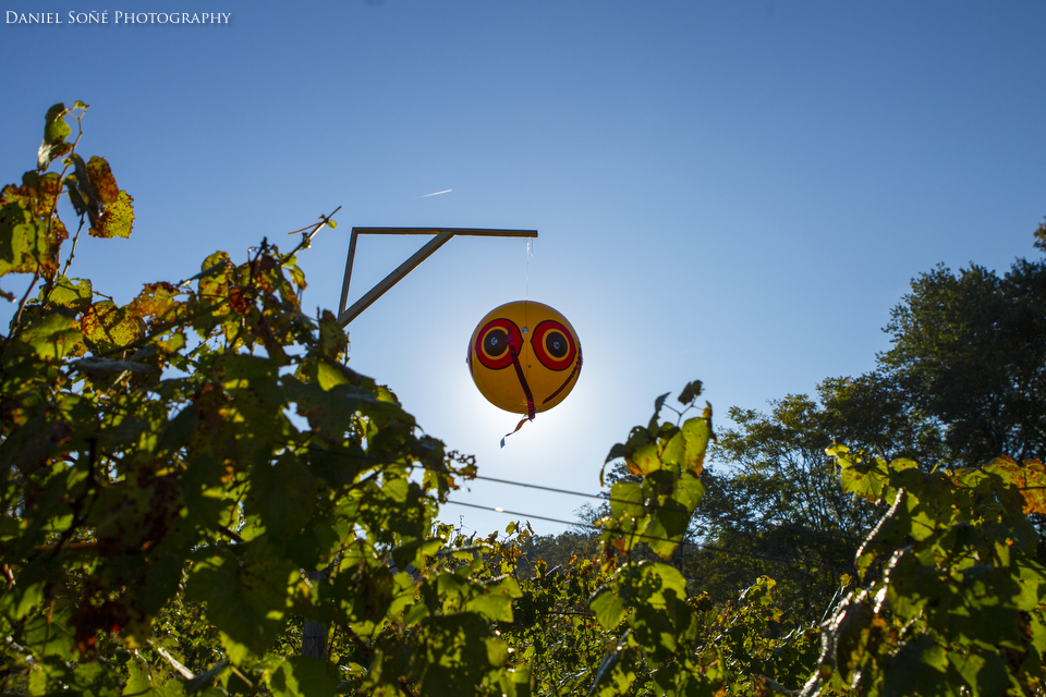 These large balloon-like objects help scare birds away from the vulnerable grapes.