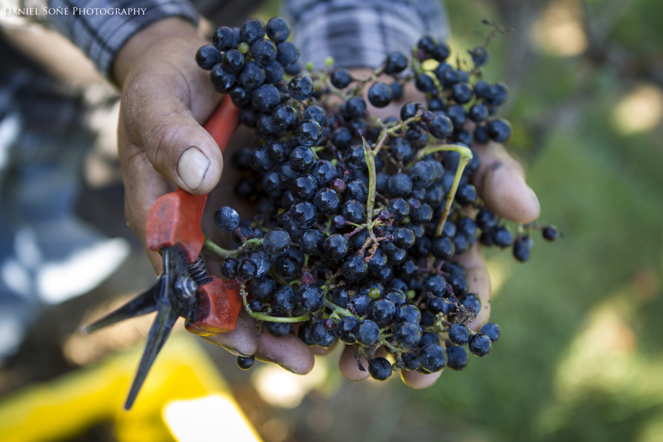 A worker shows a harvested clump Petit Verdot grapes.