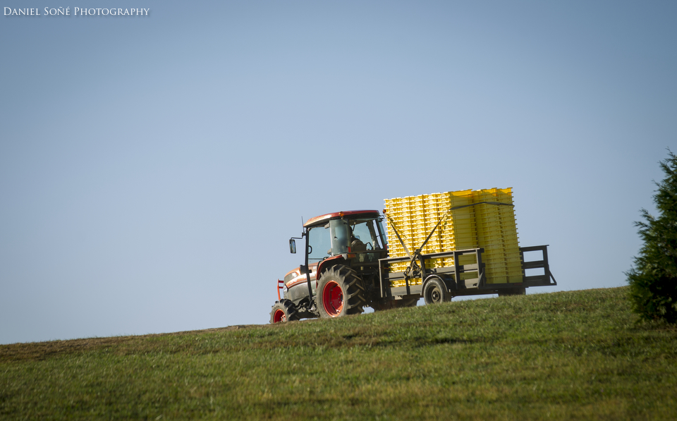 A tractor heads down toward the Petit Verdot vineyards for the harvest.