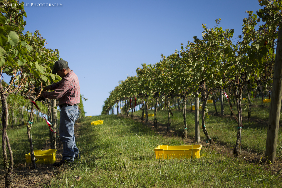 Workers have a lot of snipping to do through these long rows of vineyards.