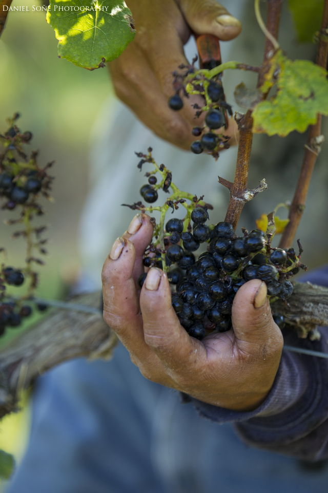 A worker snips off a clump of Petit Verdot grapes. These guys are fast!