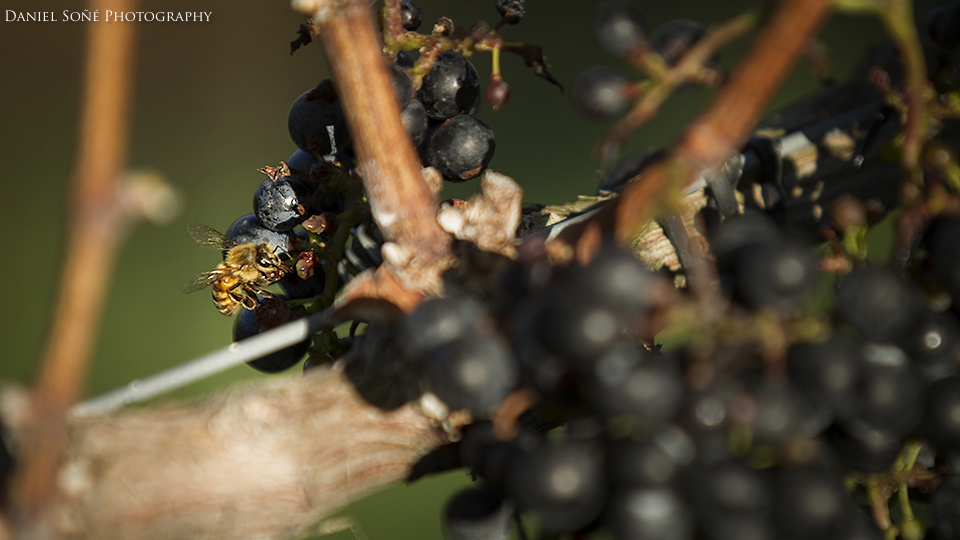 A bee inspects the Petit Verdot grapes on the final day of harvesting at Barrel Oak Winery.